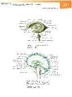 Sobotta Atlas of Human Anatomy  Head,Neck,Upper Limb Volume1 2006, page 318